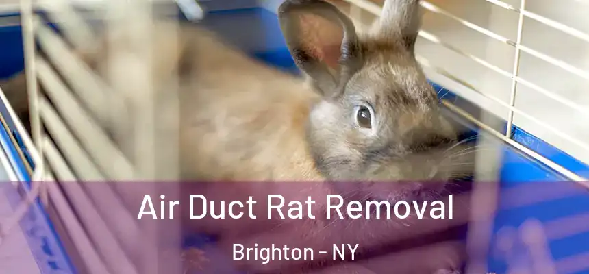 Air Duct Rat Removal Brighton - NY