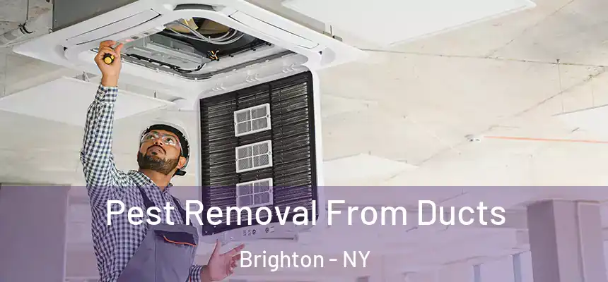  Pest Removal From Ducts Brighton - NY
